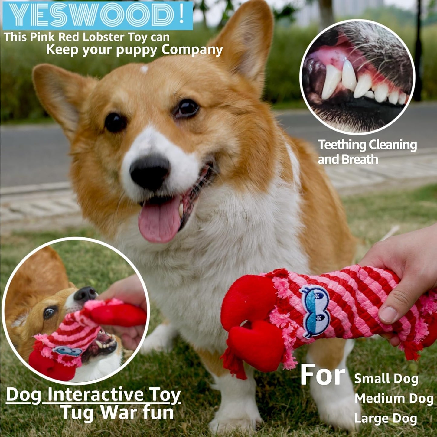 Petlori™ TrustyChew Crocodile