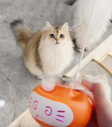 Petsume™ Interactive 5-in-1 Cat Toy