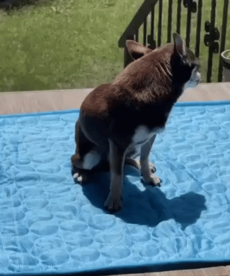 Petsume™ DreamPaws CoolBreath Mat